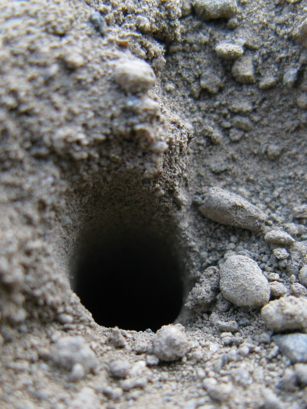 Altra anthophora.?.scavatrice ? Forse Halictus